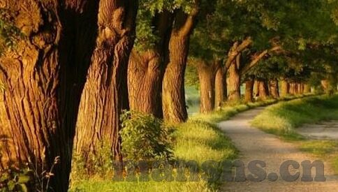 久草在线中文字幕-探寻中文字幕的魅力，久草在线的独特文化体验